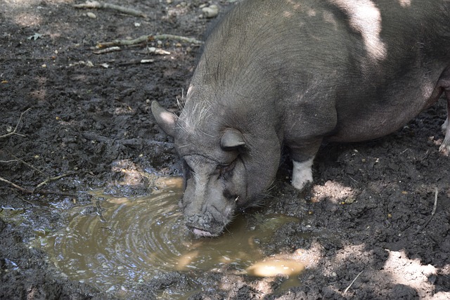 地的运动员 地的运动员